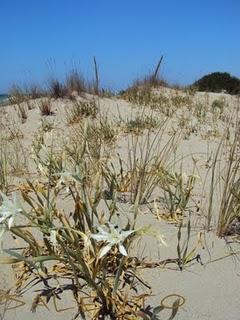 il Salento: terra di profumi, sapori, arte e mare stupendo ( parte seconda)