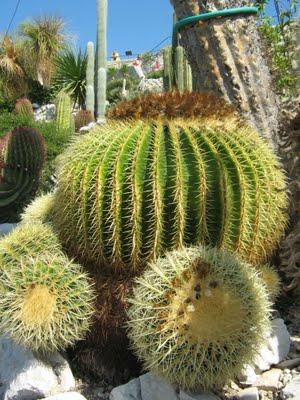 EZE E IL SUO GIARDINO ESOTICO