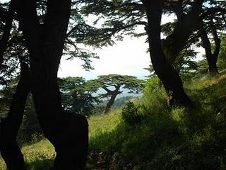 Ecoturismo in Libano: la foresta di cedri millenari