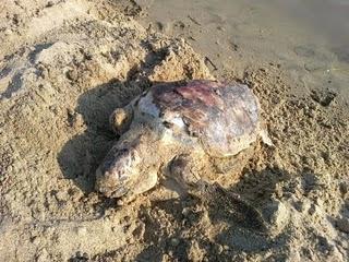 Manfria-Gela, approdo infausto per una tartaruga caretta caretta