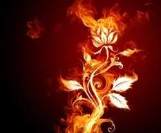 flaming rose