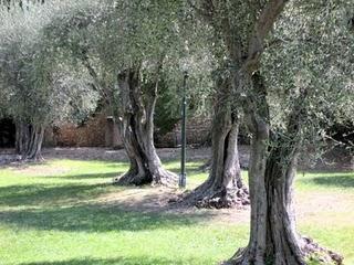 La collina di Cimiez e Matisse