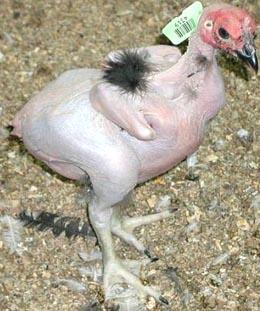 Gigino è stato a Lourdes…