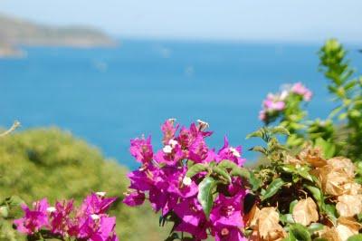 Isola d'Elba!  Ma che bella !!!