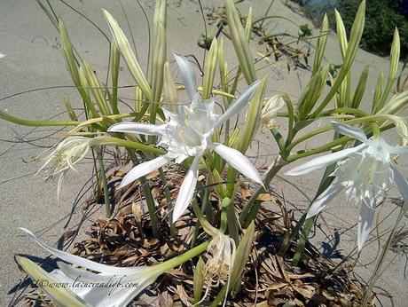 Perdersi a guardare: le ultime cartoline dal Salento