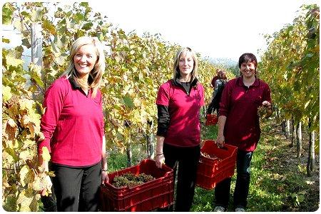 Cinque agriturismi per una vendemmia