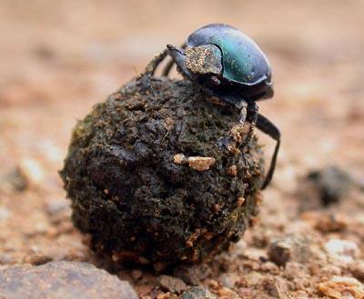 Sfamare il mondo con l'agricoltura biologica, si può? Questione di merda...