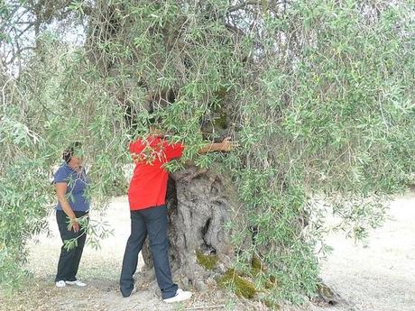 Olivi in Sardegna: quelli nati qui!