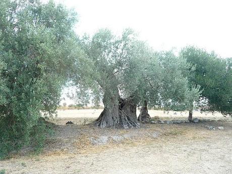 Olivi in Sardegna: quelli nati qui!