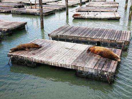 Sea Lions