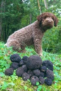 tartufo, cane, tartufi