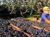 Vendemmia, aiutanti irregolari dalla Macedonia