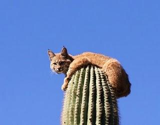 La lince sul cactus