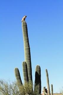 La lince sul cactus