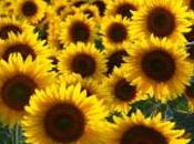 Girasoli giappone combattere radioattivita''