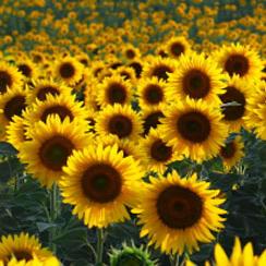 GIRASOLI IN GIAPPONE PER COMBATTERE LA RADIOATTIVITA''