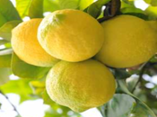 Olio essenziale Limone fatto casa