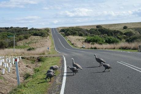 Phillip Island