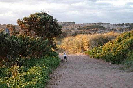 Phillip Island