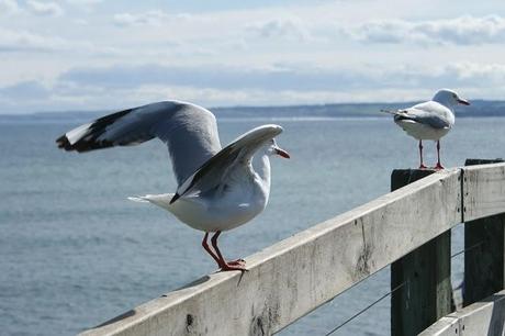 Phillip Island