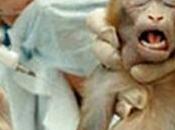 Vivisezione: aumentano test dolorosi sugli animali