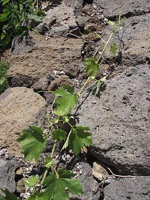 Wine on the road, per perderci e ritrovarci. Lunedì 5 settembre la proclamazione dei vincitori