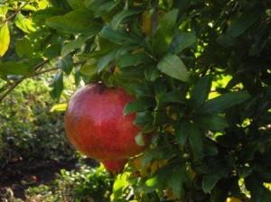 Rosso vermiglio melograno