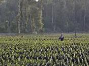 biocarburanti deforestazione