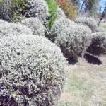 aiuola di teucrium