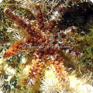 Stella spinosa minore (Coscinasterias tenuispina) * Stintino (SS)