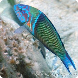 Donzella pavonia maschio (Thalassoma pavo) * Ponza (LT)