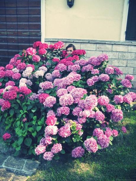 Mini post: flowers x3