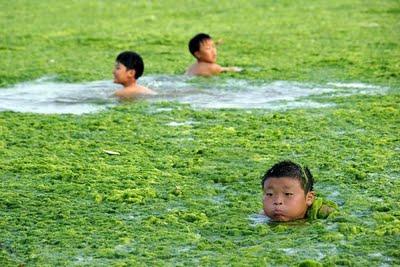 Cina, il mare diventa verde