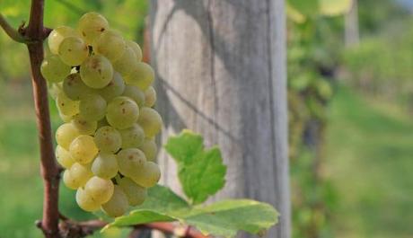 pinot bianco - vin bon - foto tratta da weinstrasse.com