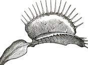 Venus flytrap [Dionaea muscipula]