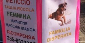 Il ministro Brambilla perde il cane e viene multato