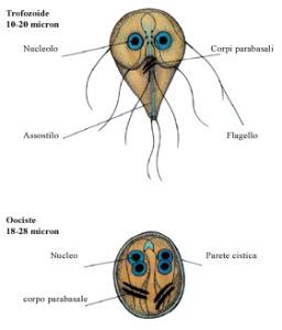 Giardia nei cuccioli di cane e trattamento omeopatico