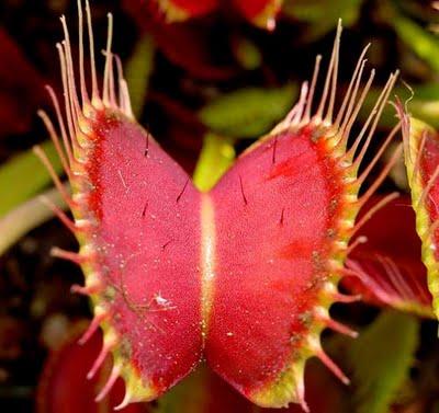 Dionaea Muscipula