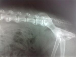 Spondilartrosi vertebrale deformante, osteofitosi nel cane