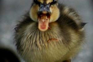 L’esplosione dell’Italia con cinque colpi di manovra