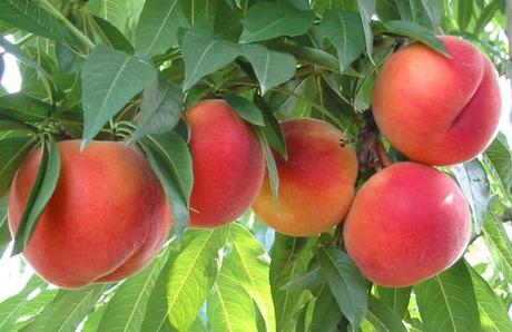 Recipe: Baked Peaches decorated