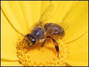 Corte Europea: no al miele OGM. Aumentano i controlli