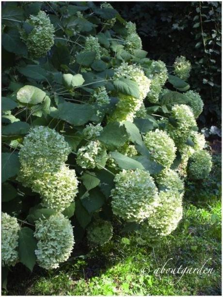 Hydrangea: Annabelle e le altre – 1