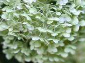 Hydrangea: Annabelle altre