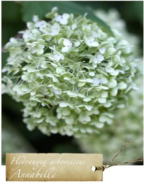 Hydrangea: Annabelle e le altre – 1