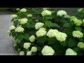 Hydrangea: Annabelle e le altre – 1