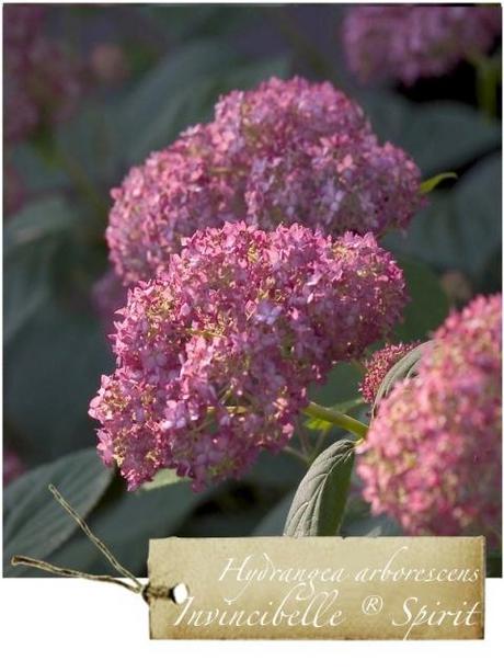 Hydrangea: Annabelle e le altre – 1