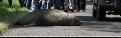 FOTO DEL GIORNO 8 SETTEMBRE 2011 : LEONE MARINO TROVATO IN UNA STRADA DI MELBOURNE