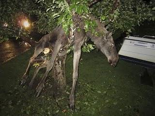 QUELL'ALCE UBRIACO INCASTRATO IN UN ALBERO...