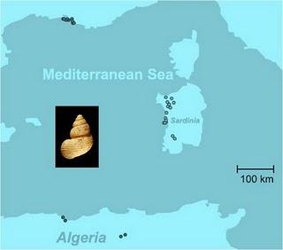 Una lumaca ci svela le rotte della navigazione neolitica